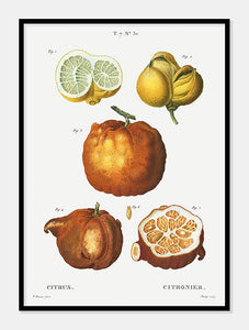 citrusfrugter  |  PIERRE-JOSEPH REDOUTÉ - decoARTE