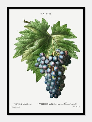 vindruer  |  PIERRE-JOSEPH REDOUTÉ - decoARTE