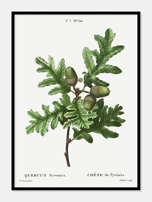 pyrenæisk egetræ  |  PIERRE-JOSEPH REDOUTÉ - decoARTE