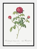 agatarose  |  ROSA GALLICA AGATHA  |  PIERRE-JOSEPH REDOUTÉ - decoARTE