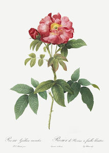 rosa gallica caerulea  |  PIERRE-JOSEPH REDOUTÉ - decoARTE