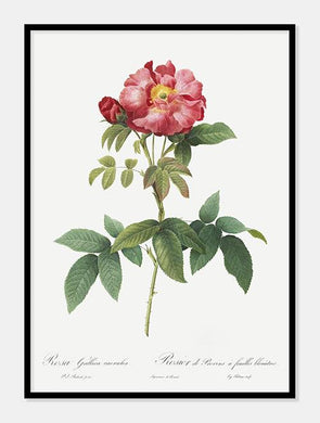 rosa gallica caerulea  |  PIERRE-JOSEPH REDOUTÉ - decoARTE