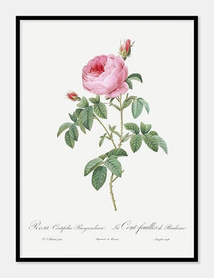 rosa centifolia burgundiaca  |  PIERRE-JOSEPH REDOUTÉ - decoARTE
