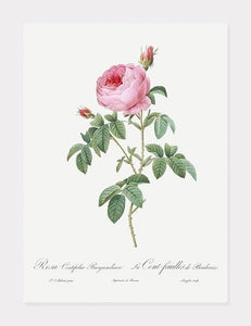 rosa centifolia burgundiaca  |  PIERRE-JOSEPH REDOUTÉ - decoARTE