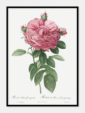 Indlæs billede til gallerivisning rosa gallica flore giganteo  |  PIERRE-JOSEPH REDOUTÉ - decoARTE
