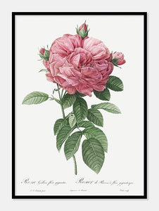 rosa gallica flore giganteo  |  PIERRE-JOSEPH REDOUTÉ - decoARTE