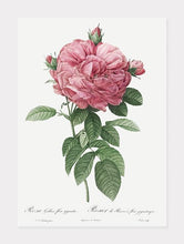 Indlæs billede til gallerivisning rosa gallica flore giganteo  |  PIERRE-JOSEPH REDOUTÉ - decoARTE
