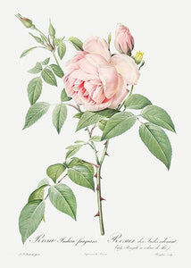 rosa indica fragrans  |  PIERRE-JOSEPH REDOUTÉ - decoARTE