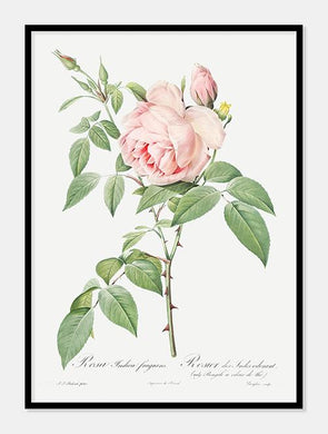 rosa indica fragrans  |  PIERRE-JOSEPH REDOUTÉ - decoARTE