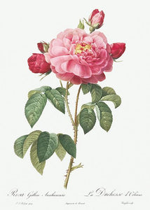 rosa gallica aurelianensis  |  PIERRE-JOSEPH REDOUTÉ - decoARTE