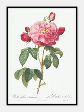 Indlæs billede til gallerivisning rosa gallica aurelianensis  |  PIERRE-JOSEPH REDOUTÉ - decoARTE
