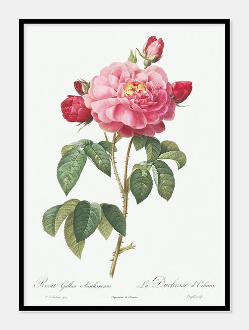 rosa gallica aurelianensis  |  PIERRE-JOSEPH REDOUTÉ - decoARTE