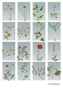 samleplakat med 16 blomster  |  BLÅTONE  |  FLORA BY FLOWERY - decoARTE