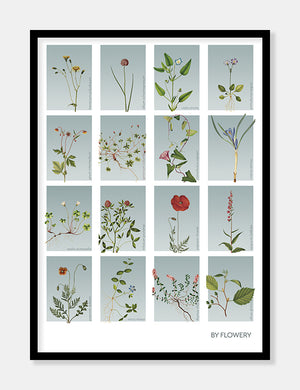 samleplakat med 16 blomster  |  BLÅTONE  |  FLORA BY FLOWERY - decoARTE