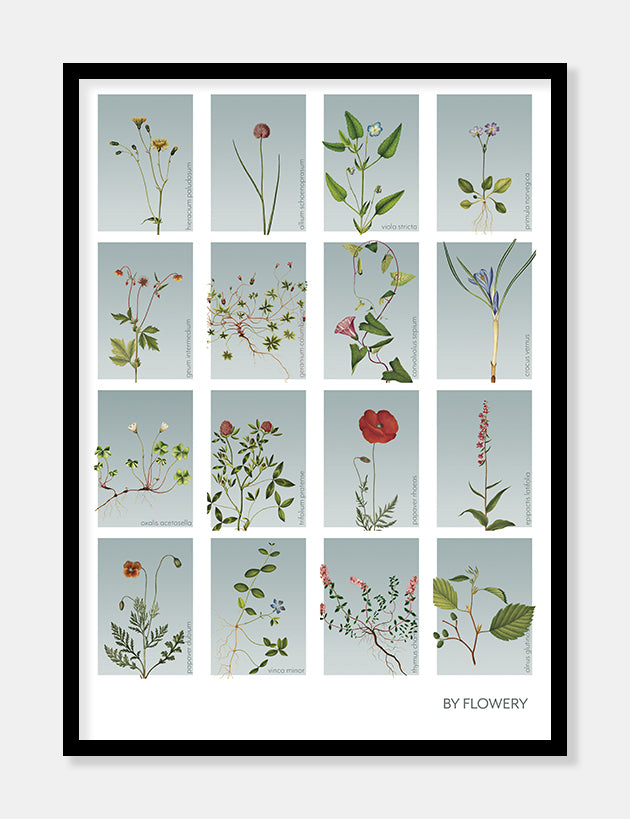 samleplakat med 16 blomster  |  BLÅTONE  |  FLORA BY FLOWERY - decoARTE