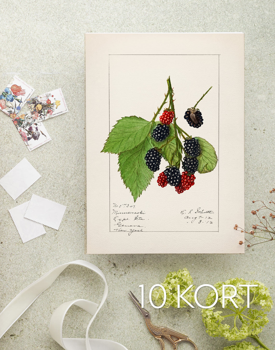 10 frugtkort