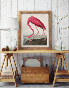pink flamingo  |  JOHN JAMES AUDUBON - decoARTE