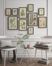 Indlæs billede til gallerivisning star  |  FLORA DANICA-ILLUSTRATION - decoARTE
