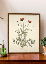 Indlæs billede til gallerivisning køllevalmue  |  FLORA DANICA-ILLUSTRATION - decoARTE
