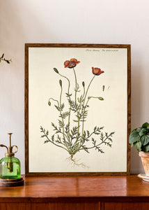 køllevalmue  |  FLORA DANICA-ILLUSTRATION - decoARTE