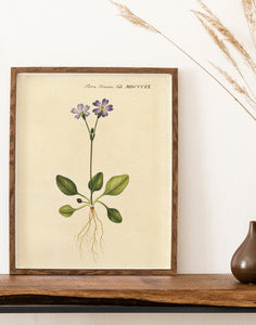 norsk kodriver  |  FLORA DANICA-ILLUSTRATION - decoARTE