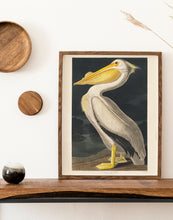 Indlæs billede til gallerivisning hvid pelikan  |  JOHN JAMES AUDUBON - decoARTE
