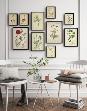 plakatvæg  |  FLORA DANICA - decoARTE