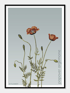 papaver argemone  |  KØLLEVALMUE  |  FLORA BY FLOWERY - decoARTE