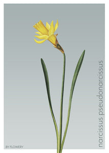 narcissus pseudonarcissus  |  PÅSKELILJE  |  FLORA BY FLOWERY - decoARTE
