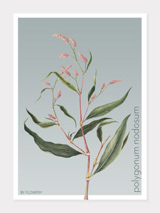 polygonum nodosum  |  PILEURT  |  FLORA BY FLOWERY - decoARTE