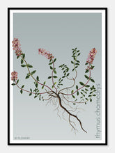 Indlæs billede til gallerivisning thymus chamedrys  |  TIMIAN  |  FLORA BY FLOWERY - decoARTE
