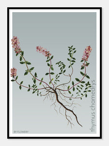 thymus chamedrys  |  TIMIAN  |  FLORA BY FLOWERY - decoARTE