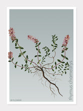 Indlæs billede til gallerivisning thymus chamedrys  |  TIMIAN  |  FLORA BY FLOWERY - decoARTE
