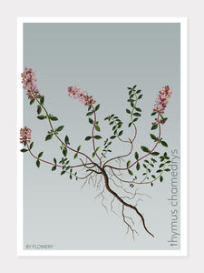 thymus chamedrys  |  TIMIAN  |  FLORA BY FLOWERY - decoARTE