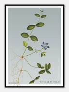 vinca minor  |  LIDEN SINGRØN  |  FLORA BY FLOWERY - decoARTE
