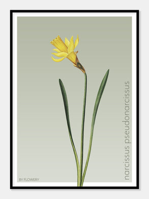 narcissus pseudonarcissus  |  PÅSKELILJE  |  FLORA BY FLOWERY - decoARTE
