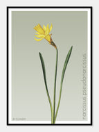 narcissus pseudonarcissus  |  PÅSKELILJE  |  FLORA BY FLOWERY - decoARTE