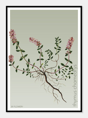 thymus chamedrys  |  TIMIAN  |  FLORA BY FLOWERY - decoARTE