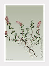 Indlæs billede til gallerivisning thymus chamedrys  |  TIMIAN  |  FLORA BY FLOWERY - decoARTE
