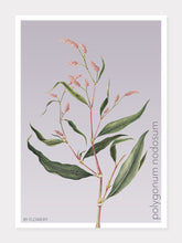 Indlæs billede til gallerivisning polygonum nodosum  |  PILEURT  |  FLORA BY FLOWERY - decoARTE
