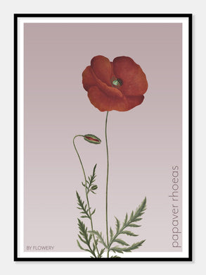 papaver rhoeas  |  KORNVALMUE  |  FLORA BY FLOWERY - decoARTE
