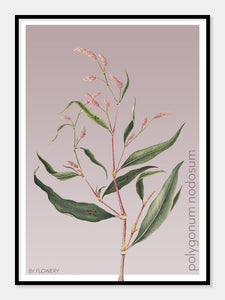 polygonum nodosum  |  PILEURT  |  FLORA BY FLOWERY - decoARTE