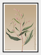 Indlæs billede til gallerivisning polygonum nodosum  |  PILEURT  |  FLORA BY FLOWERY - decoARTE
