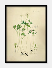 Indlæs billede til gallerivisning Anemone Plakat
