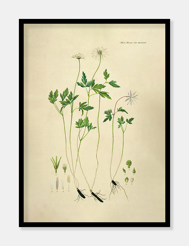 Anemone Plakat