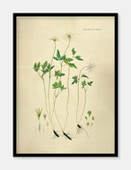 Anemone Plakat