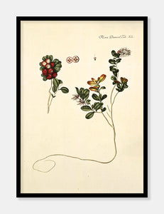 tyttebær  |  FLORA DANICA-ILLUSTRATION - decoARTE