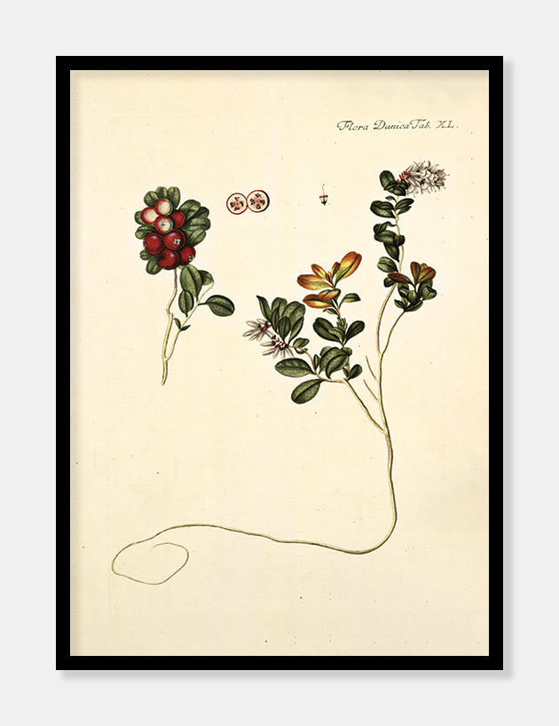 tyttebær  |  FLORA DANICA-ILLUSTRATION - decoARTE