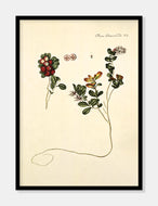 tyttebær  |  FLORA DANICA-ILLUSTRATION - decoARTE