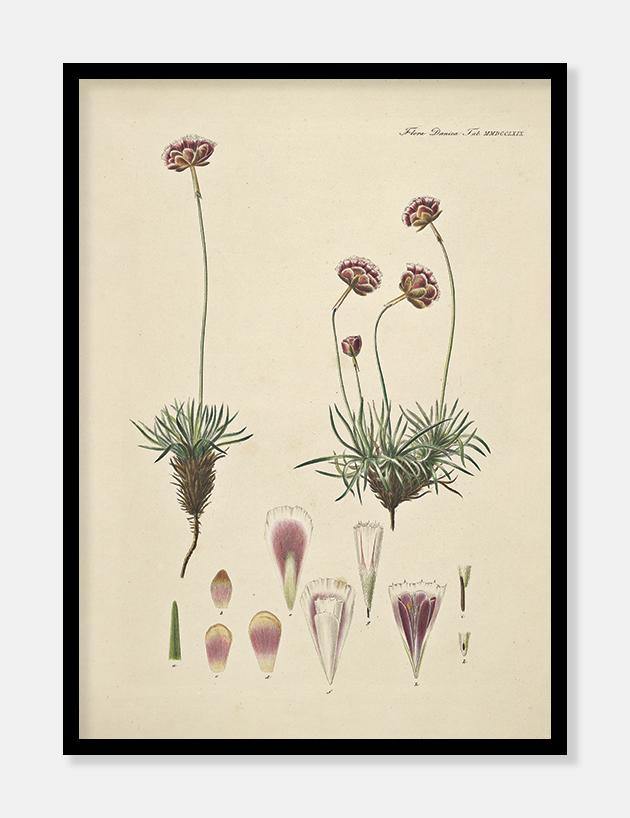 engelsk græs  |  FLORA DANICA-ILLUSTRATION - decoARTE